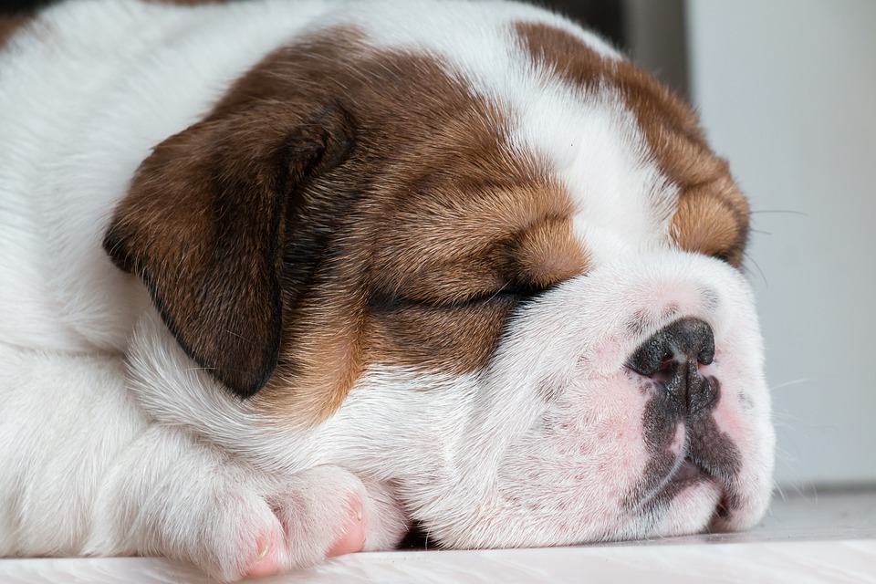 Find din næste hund: Engelske bulldogs er venner for livet